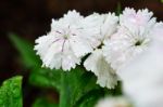 White Dianthus Flowers Filled With Dew Drops Stock Photo