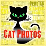 Cat Photos Means Feline Picture And Snapshots Stock Photo