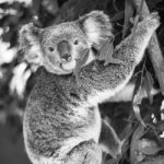 Koala In A Eucalyptus Tree. Black And White Stock Photo