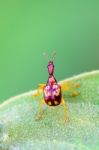 Close Up Leaf Rolling Weevil Or Giraffe Weevil Stock Photo