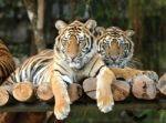 Bengal Tigers Stock Photo