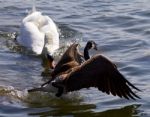 Amazing Emotional Moment With The Swan Attacking The Canada Goose Stock Photo