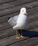 Solely Gull Stock Photo