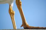 Seagull Leg Stock Photo