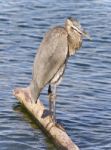 Postcard With A Great Blue Heron Cleaning Feathers Stock Photo