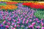 Field Of Pink Hyacinths And Red Tulips Stock Photo