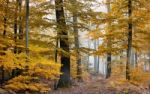 Autumnal Forest Stock Photo