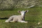 Young White Sheep Relaxing Stock Photo
