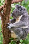 Koala By Itself In A Tree Stock Photo