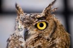 Spotted Eagle-owl (bubo Africanus) Stock Photo