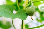Close Up Baby Melon With Melon Flower, Popular Stock Photo