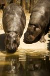 Endangered Pygmy Hippopotamus (choeropsis Liberiensis) On A Zoo Stock Photo