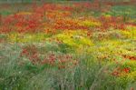 A Field Of Spring Flowers In Castiglione Del Lago Province Of Pe Stock Photo