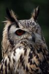 Horned Owl Stock Photo