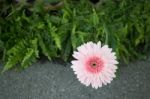 Beautiful Pink Flower Gerbera Close-up Stock Photo