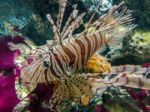 Tropical Fish Lionfish Under  Water Stock Photo