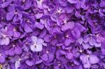 Purple Vanda Orchid Stock Photo