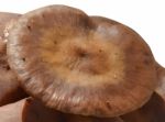 Mushrooms Stock Photo