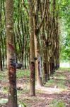 Rubber Tree Plantation Stock Photo