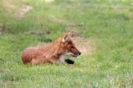 Dhole (cuon Alpinus) Also Called The Asiatic Wild Dog Or Indian Stock Photo