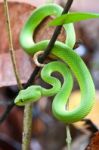 Snake Green Pit Viper Stock Photo