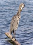 Postcard With A Great Blue Heron Cleaning Feathers Stock Photo