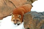 Red Fox Crouching Stock Photo