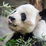 Giant Panda Eating Green  Bamboo Stock Photo