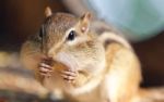 Photo Of A Cute Funny Chipmunk Eating Something Stock Photo