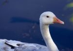 Close-up Of The Snow Goose Stock Photo