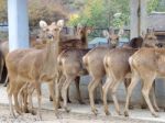 Deer In Zoo Stock Photo