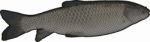 Grass Carp White Stock Photo