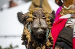 Medieval Camel Stock Photo