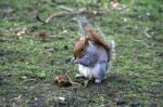 Squirrel Stock Photo