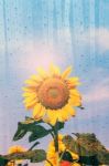 Sunflower In The Rain Stock Photo
