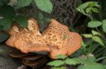 Large Bracket Fungus (inonotus Dryadeus) Stock Photo
