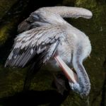 Fuengirola, Andalucia/spain - July 4 : Spot-billed Pelican (pele Stock Photo