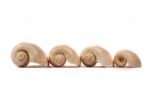 Water Snail Shell Stock Photo