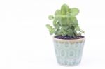 Green Plant In Pot Isolated On White Background Stock Photo
