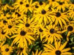 Black-eyed Susan Flowers In An English Country Garden Stock Photo