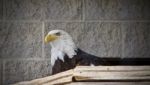Image Of A North American Eagle Looking Aside Stock Photo
