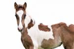Brown And White Horse Isolated Stock Photo