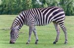 Photo Of A Zebra Eating The Grass On A Field Stock Photo