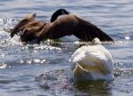 Beautiful Photo Of The Contest Between The Swan And The Canada Goose Stock Photo