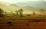 View Of Traditional Farm In Nort Of Thailand Stock Photo