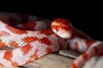 Red Corn Snake Stock Photo