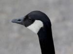 Very Beautiful Portrait Of A Canada Goose Looking Aside Stock Photo
