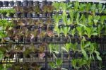 Vertical Garden Of Green Vegetable Wall Stock Photo