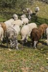 Herd Of Sheep Stock Photo