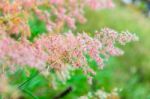Pink Flower Of Grass Stock Photo